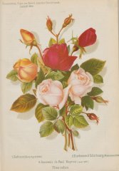duchesse-dedinbourgh