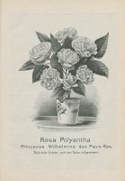 princesse-wilhelmine-des-pays-bas