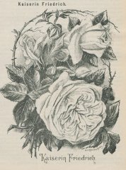 kaiserin-friedrich-jpg-a