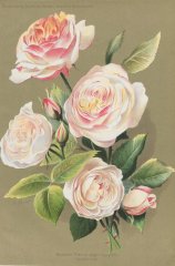 madame-pierre-oger