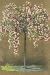 madame-sacy-de-parabere