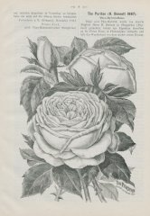 the-puritan-bennet