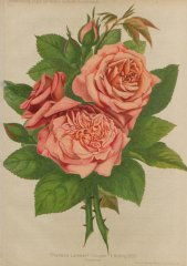 therese-lambert