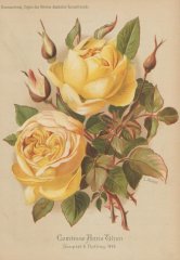 comtesse-anna-thun-soupert