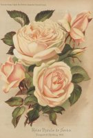 reine-natalie-de-serbie