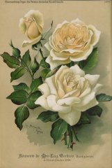 souv-de-mme-eugenie-verdier