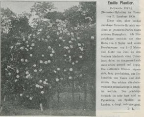 emilie-plantier