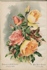 mme-rene-gerard
