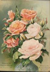 souv-de-catherine-guillot