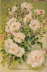 belle-vichysoise