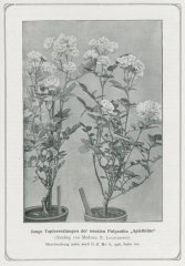 apfelblute