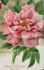 calocarpa-rugosa