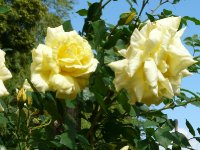 golden-glow-1a.jpg