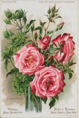 beauty-of-rosemawr