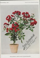 enna-teschendorf