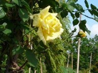 golden-glow-a.jpg