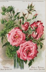 viridiflora
