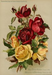 mme-pierre-cochet