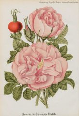 souvenir-de-christophe-cochet