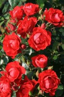 black-forrest-rose