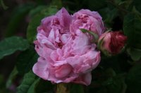 comtesse-dioria