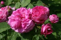 delambre