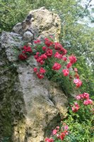 excelsa-2