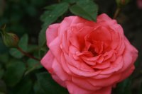 focus-1