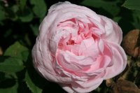 gloire-des-mousseuses-2