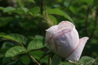 gloire-des-mousseuses