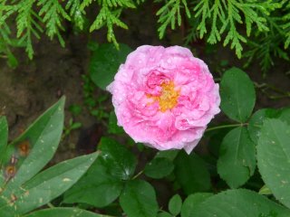 comte-de-chambord.jpg