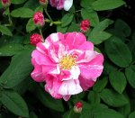 rosa-mundi.jpg