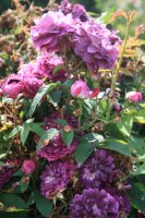 le-rosier-eveque