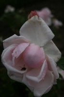 lili-von-posern