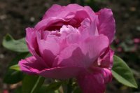 madame-louise-piron