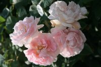 maidens-blush-small