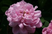 mme-appoline-foulon