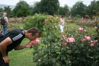 munsterland-2