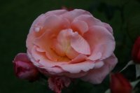 munsterland-3