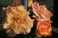parure-dor