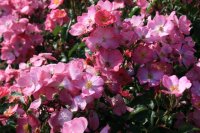 phlox-meilland