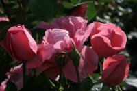 play-rose