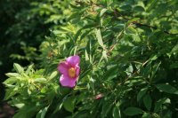 rosa-virginiana