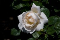 crocus_rose.jpg