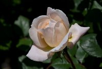 crocus_rose1.jpg