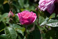 gertrude_jekyll.jpg