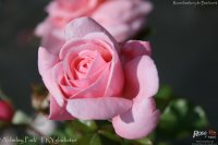 alderly-park-1