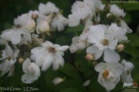 heidi-grimm-1