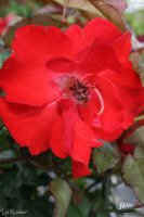 la-rossa
