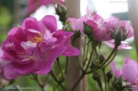 lavender-friendship-2-1